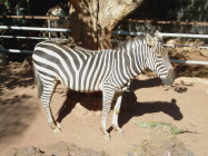 Oasis Valle Teneriffa Zebra