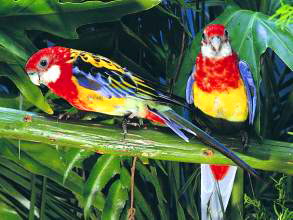 Loro Parque: Farbvariation bei Vögeln Teneriffa