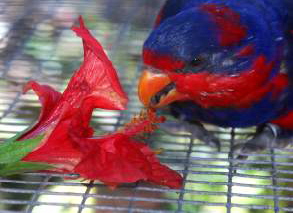 Papagei beim Naschen an Pflanzen im Loro Parque