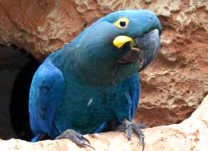 Papagei an der Höhle im Loro Parque