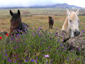 Pferde auf El Hierro