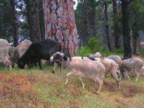 Schafe im Wald vor El Pinar El Hierro