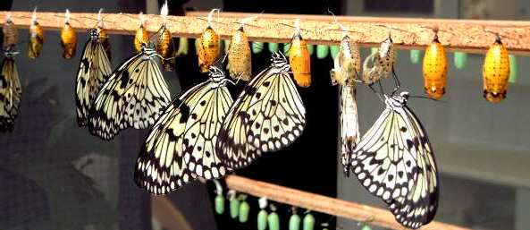 Schmetterlinge im Mariposario auf Teneriffa