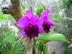 Orchideengarten