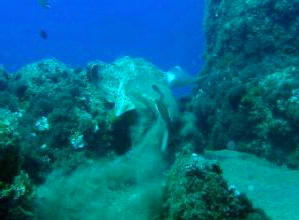 Tauchen Bahianus Club Engelhai auf Lanzarote