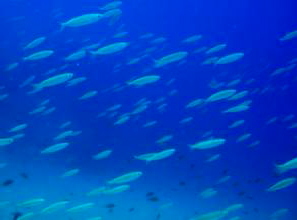 Lanzarote Tauchen Bahianus Club Fische