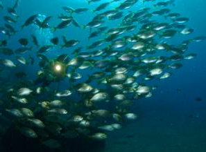 Tauchen Bahianus Lanzarote Fischschwarm