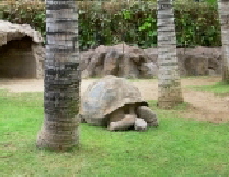 Schildkröte Loro Parque