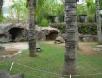 Loro Parque Schildkröte