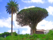 Drachenbaum in Icod de los Vinos