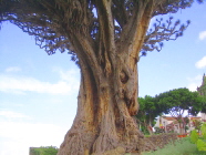 Drachenbaum in Icod auf Teneriffa
