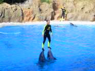 Delfine heben einen Menschen im Loro Parque