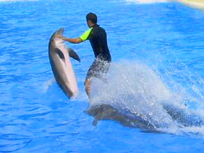 Kunstreiten auf Delfinen im Loro Parque