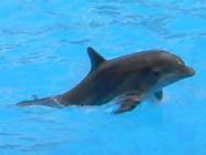 Der Delfin im Loro Parque-das Lieblingstier vieler Menschen