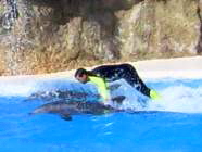 Delfinreiten Loro Parque