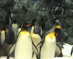 Loro Parque und seine Pinguine