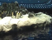 Eisberg mit Pinguinen im Loro Parque