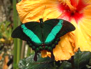 Schmetterling  im Mariposario Teneriffa