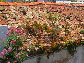 Pflanzen auf Dächern El Hierro