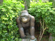 Gorilla im Loro Parque auf Teneriffa
