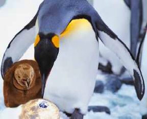 Pinguin aus dem Ei geschlüpft im Loro Parque