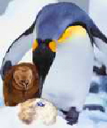 Pinguin Loro Parque Teneriffa