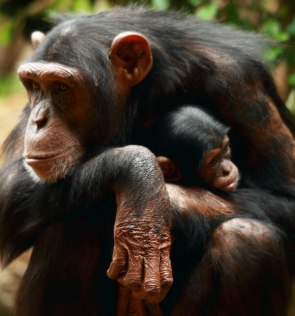 chimpansen Baby im Loro Parque Teneriffa