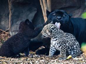 jaguar-baby-Loro Parque