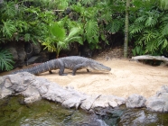 Alligator Loro Parque