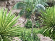 Palmen und weisse Tiger im Loro Parque