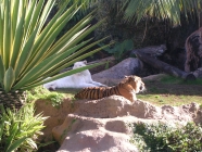 Ruhende Tiger im Loro Parque