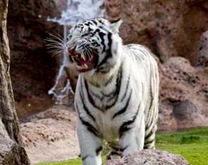 weisser tiger Loro Parque Teneriffa