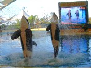 zwei Orcas springen im Loro Parque