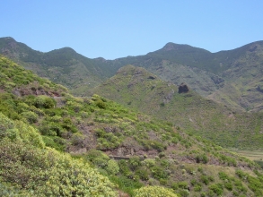 Anaga Teneriffa Vegetation