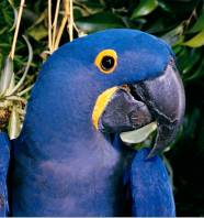 Ara-Loro Parque