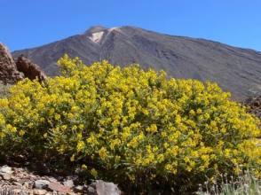 Aventura Wandern Teneriffa