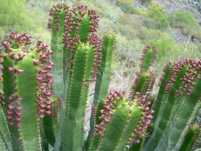 Vegetation Infierno del Infierno