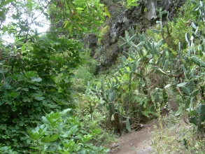 Kakteen im Barranco del Infierno