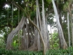 Botanischer Garten Puerto Cruz