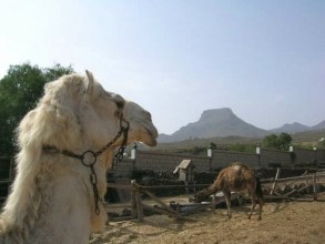 Camel Park Teneriffa