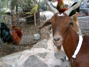 Camel Park Teneriffa Ziege