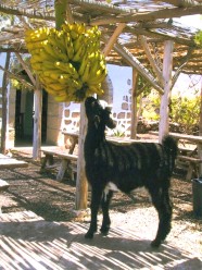 Camel Park Teneriffa Ziege