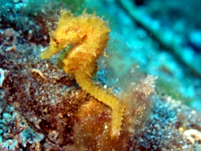 Centro Buceo Los Gigantes Tauchen 2