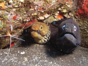 Centro Buceo Los Gigantes Tauchen Teneriffa