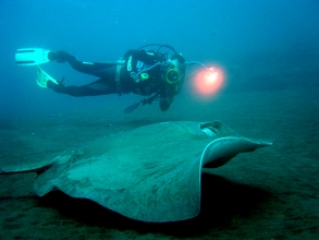 Centro Buceo Los Gigantes Teneriffa