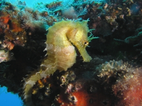 Centro Buceo Los Gigantes Teneriffa Tauchen