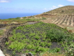 el hierro charco manso 5