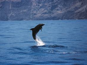 Delfin vor Los Gigantes Teneriffa