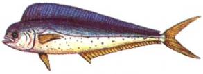 Dorado Goldmakrele Kanaren