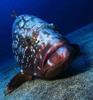 El-Hierro-Extra Divers Tauchen